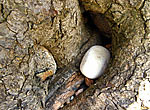 akmeņi kokā kā olas ligzdā